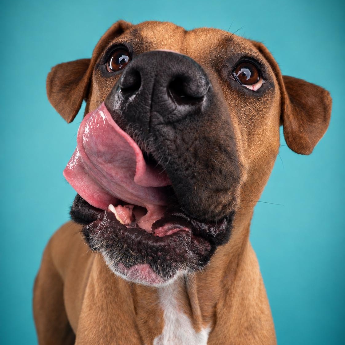 Enlarge Marcus, a Adopted mixed breed in Appleton, WI image 2/4