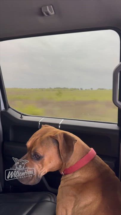 Enlarge Marcus, a Adopted mixed breed in Appleton, WI video 4/4