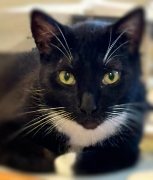 Socks, Adoptable, Adult Male Domestic Short Hair.