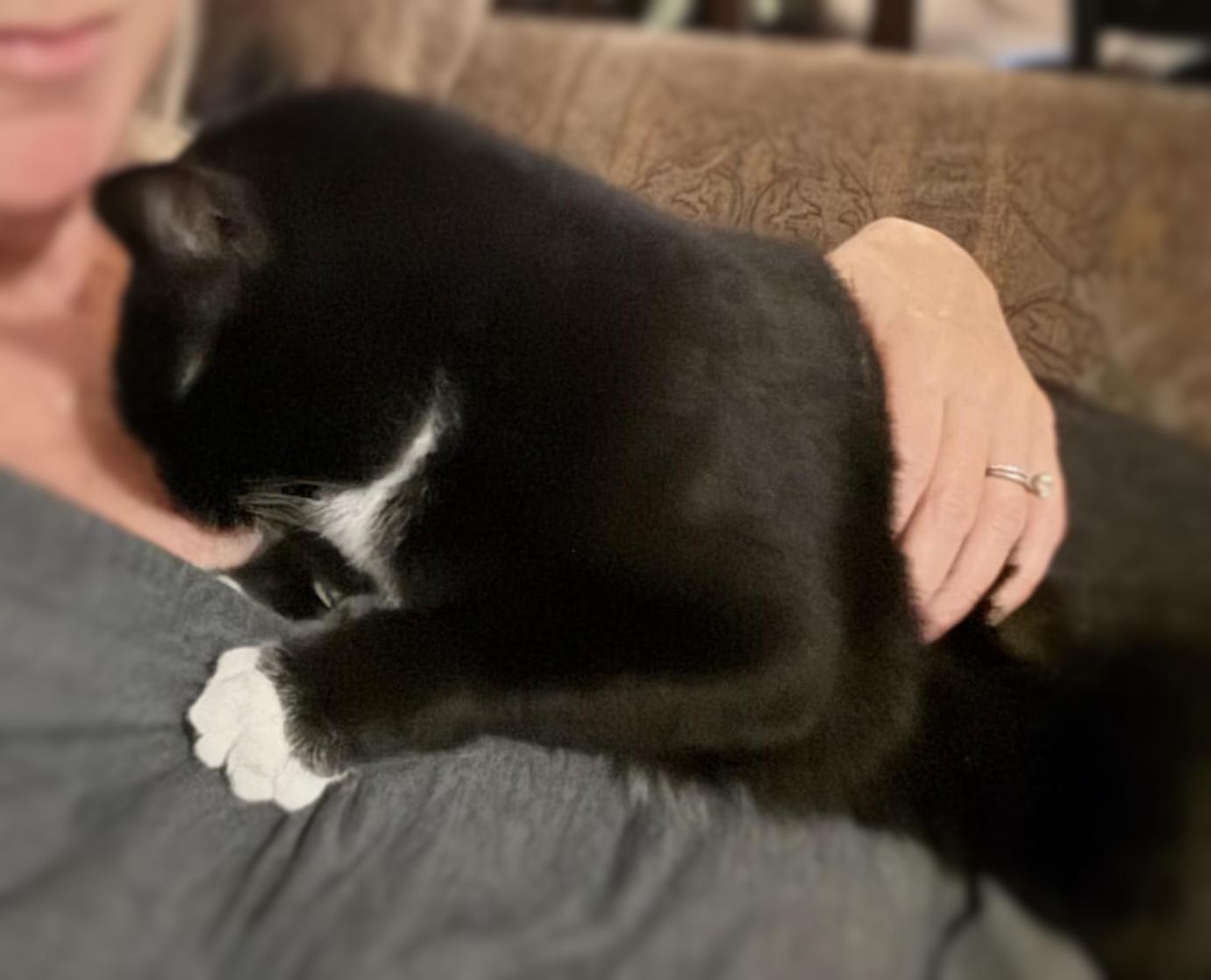 Socks, a Adoptable Domestic Short Hair in Ocean Springs, MS image 2/5