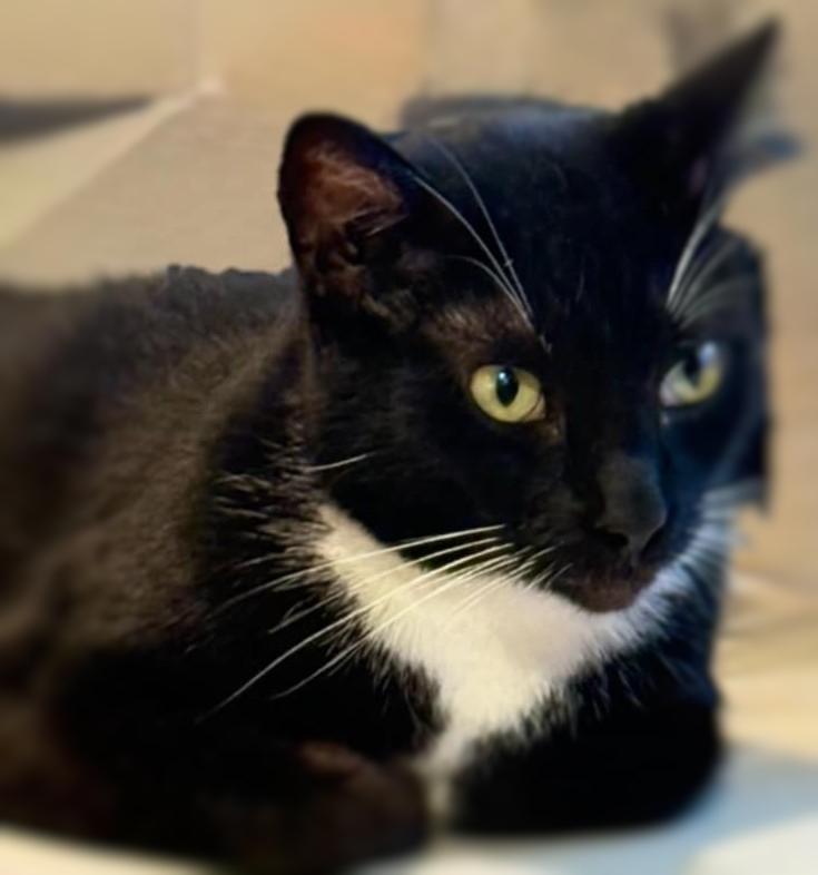 Socks, a Adoptable Domestic Short Hair in Ocean Springs, MS image 3/5