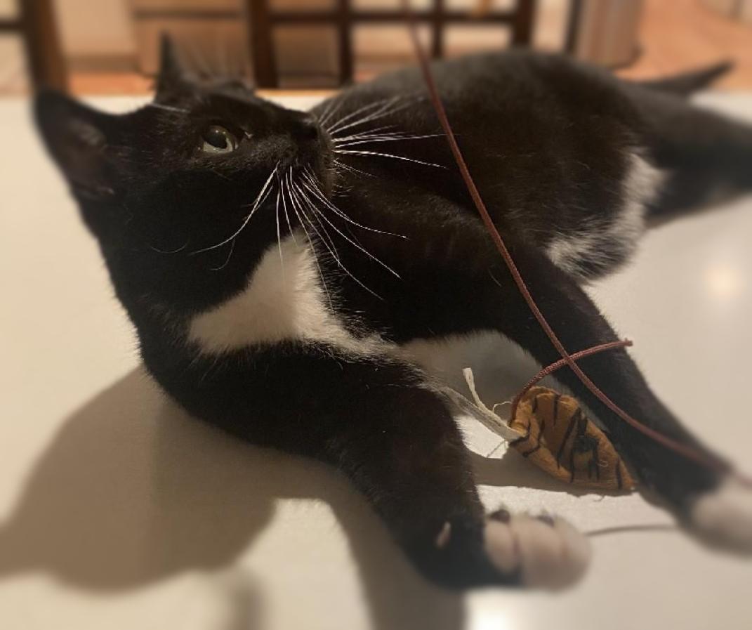 Socks, a Adoptable Domestic Short Hair in Ocean Springs, MS image 4/5