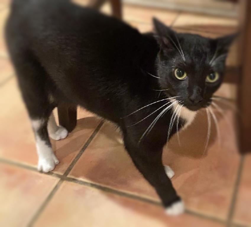 Socks, a Adoptable Domestic Short Hair in Ocean Springs, MS image 5/5
