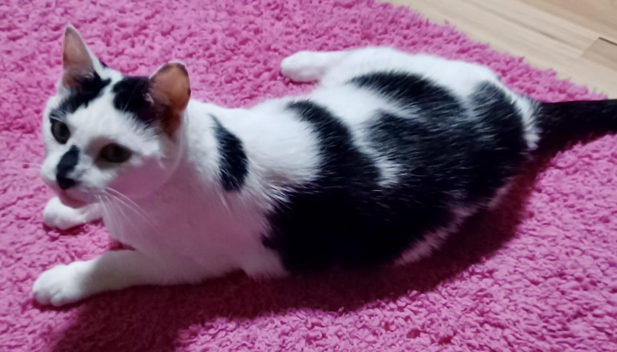 Enlarge Oreo, a Adoptable Domestic Short Hair in Fayetteville, NC image 4/6