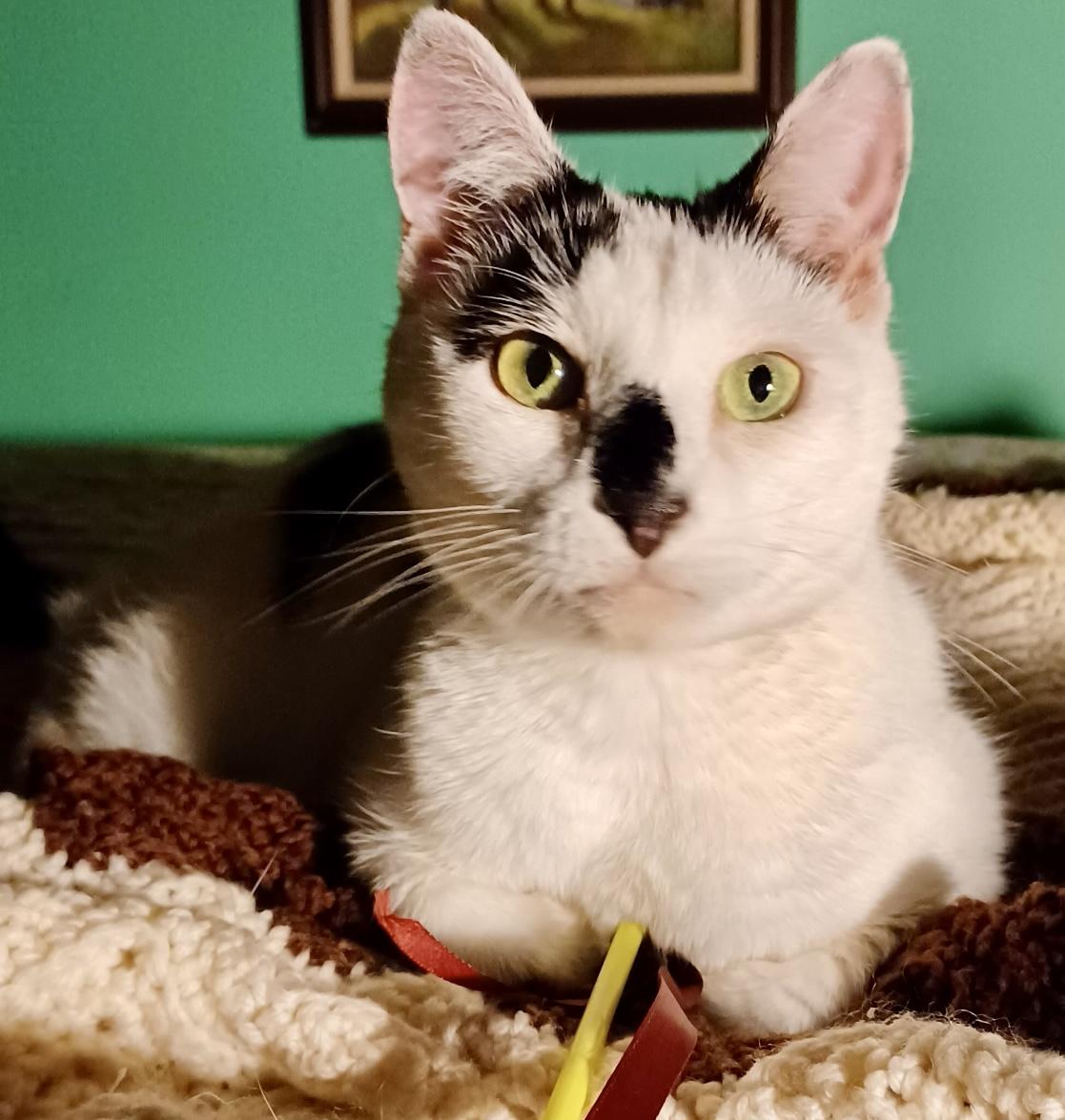 Enlarge Oreo, a Adoptable Domestic Short Hair in Fayetteville, NC image 1/6