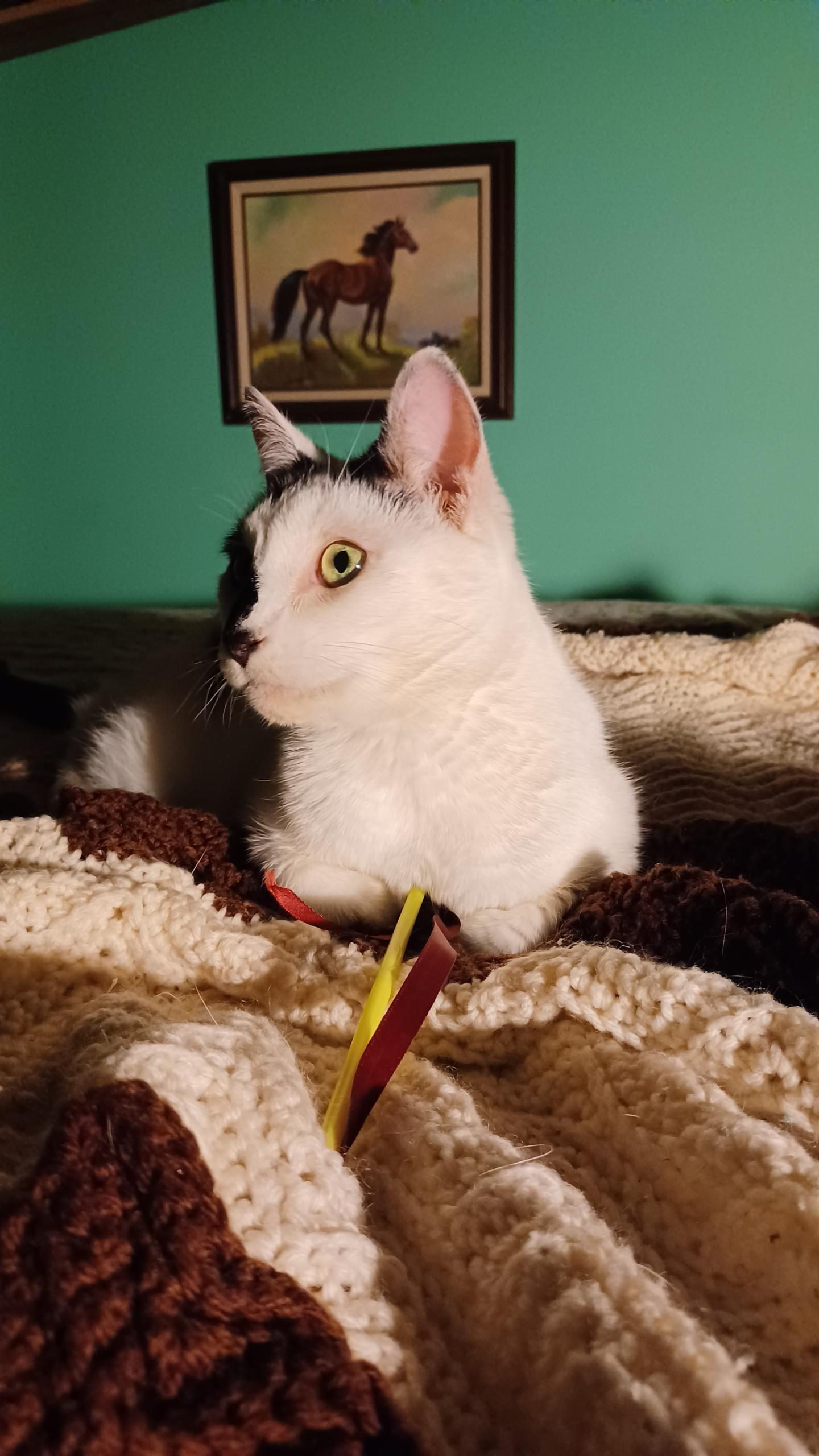 Enlarge Oreo, a Adoptable Domestic Short Hair in Fayetteville, NC image 5/6