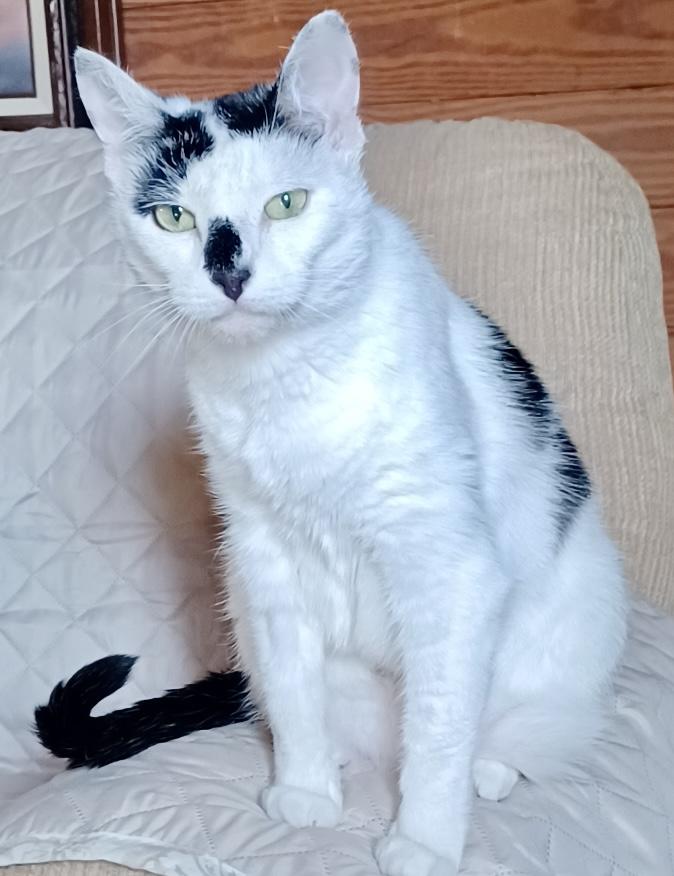 Enlarge Oreo, a Adoptable Domestic Short Hair in Fayetteville, NC image 3/6