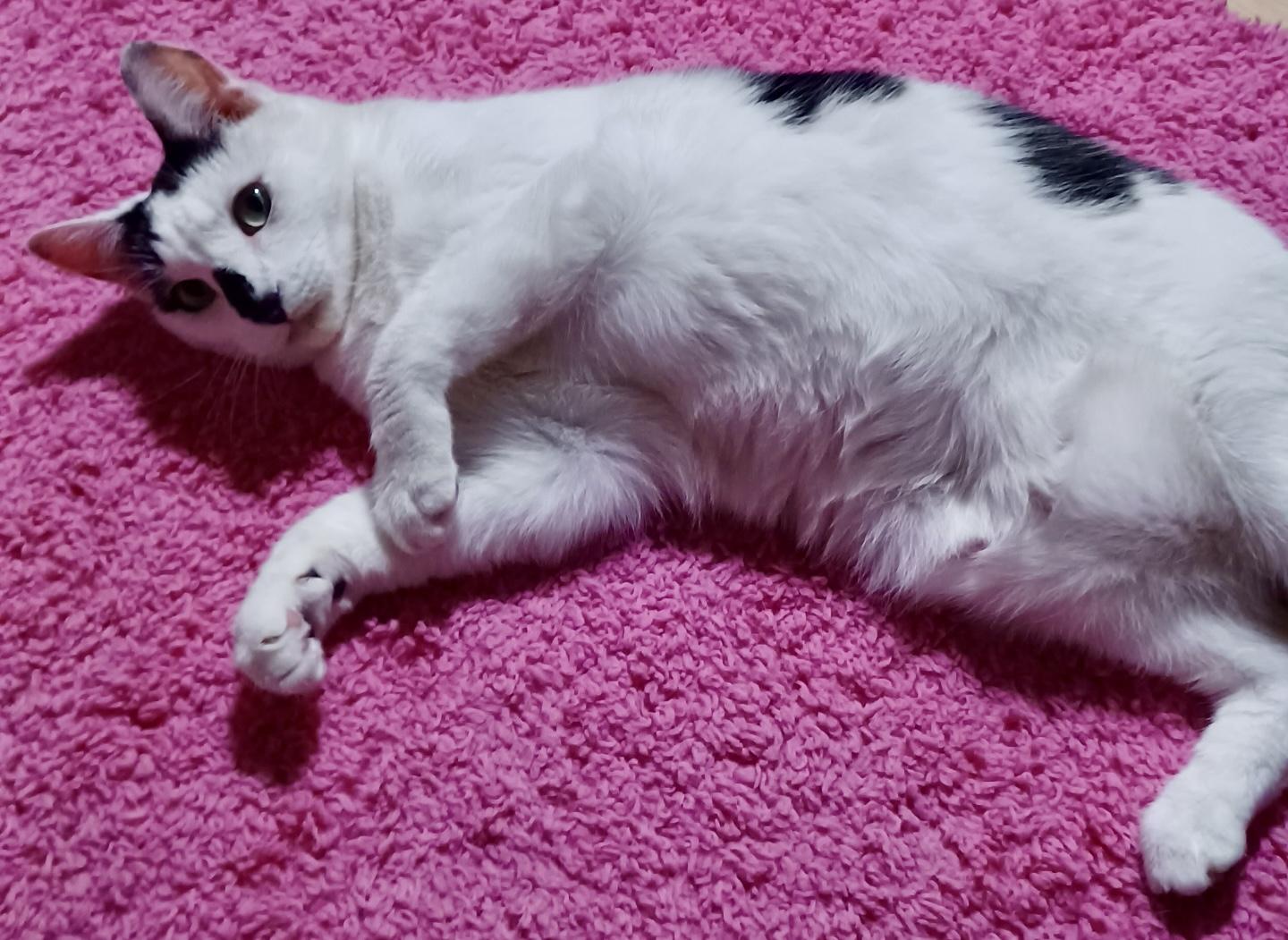 Enlarge Oreo, a Adoptable Domestic Short Hair in Fayetteville, NC image 2/6