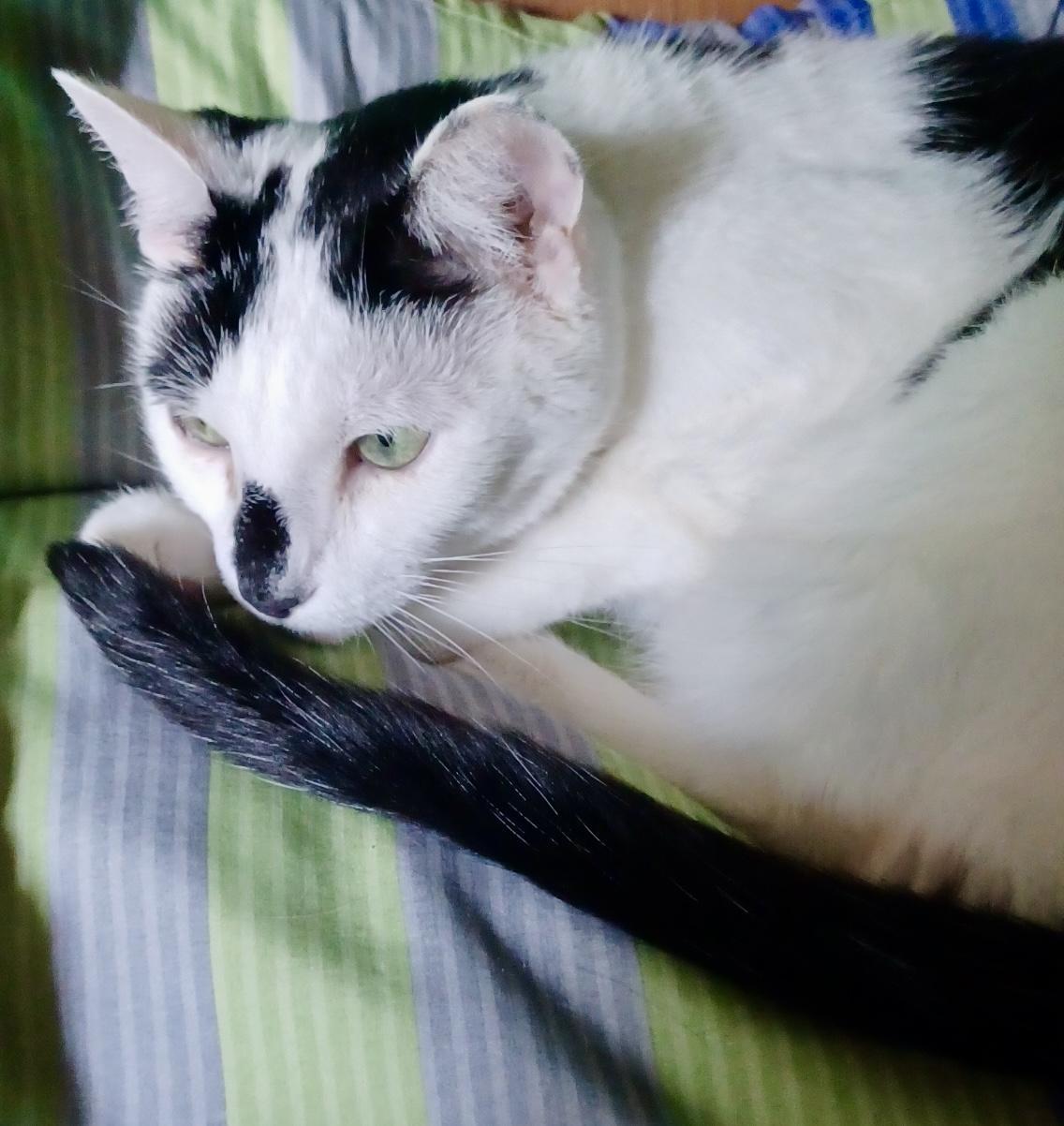 Enlarge Oreo, a Adoptable Domestic Short Hair in Fayetteville, NC image 6/6
