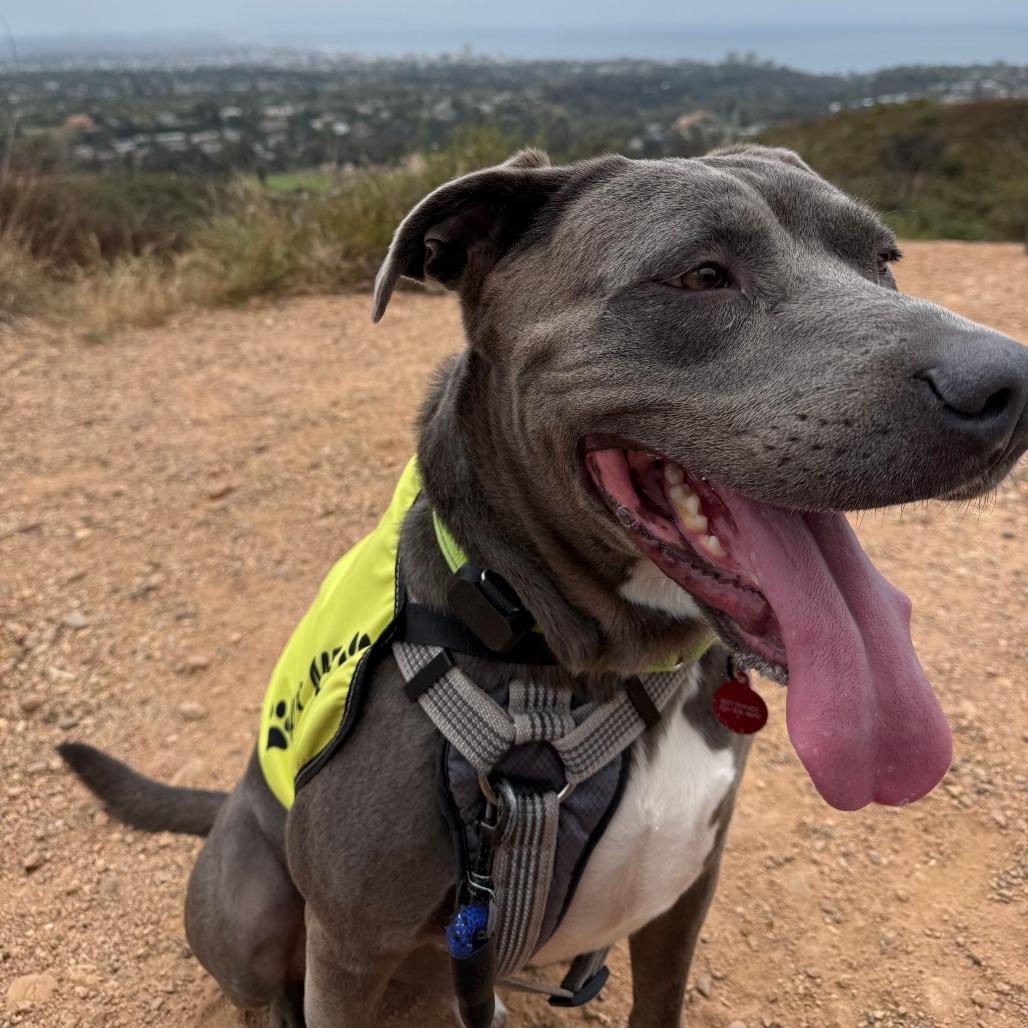 Enlarge Spyro, a Adoptable mixed breed in Los Angeles, CA image 1/6