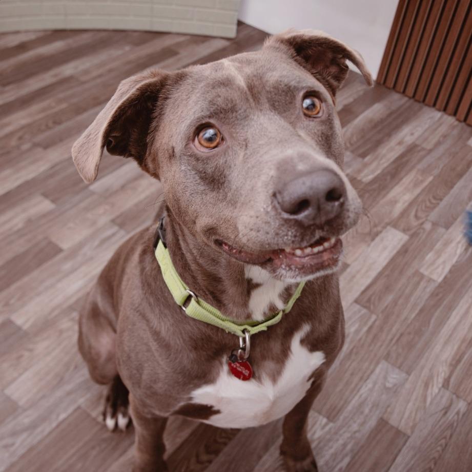 Enlarge Spyro, a Adoptable mixed breed in Los Angeles, CA image 2/6