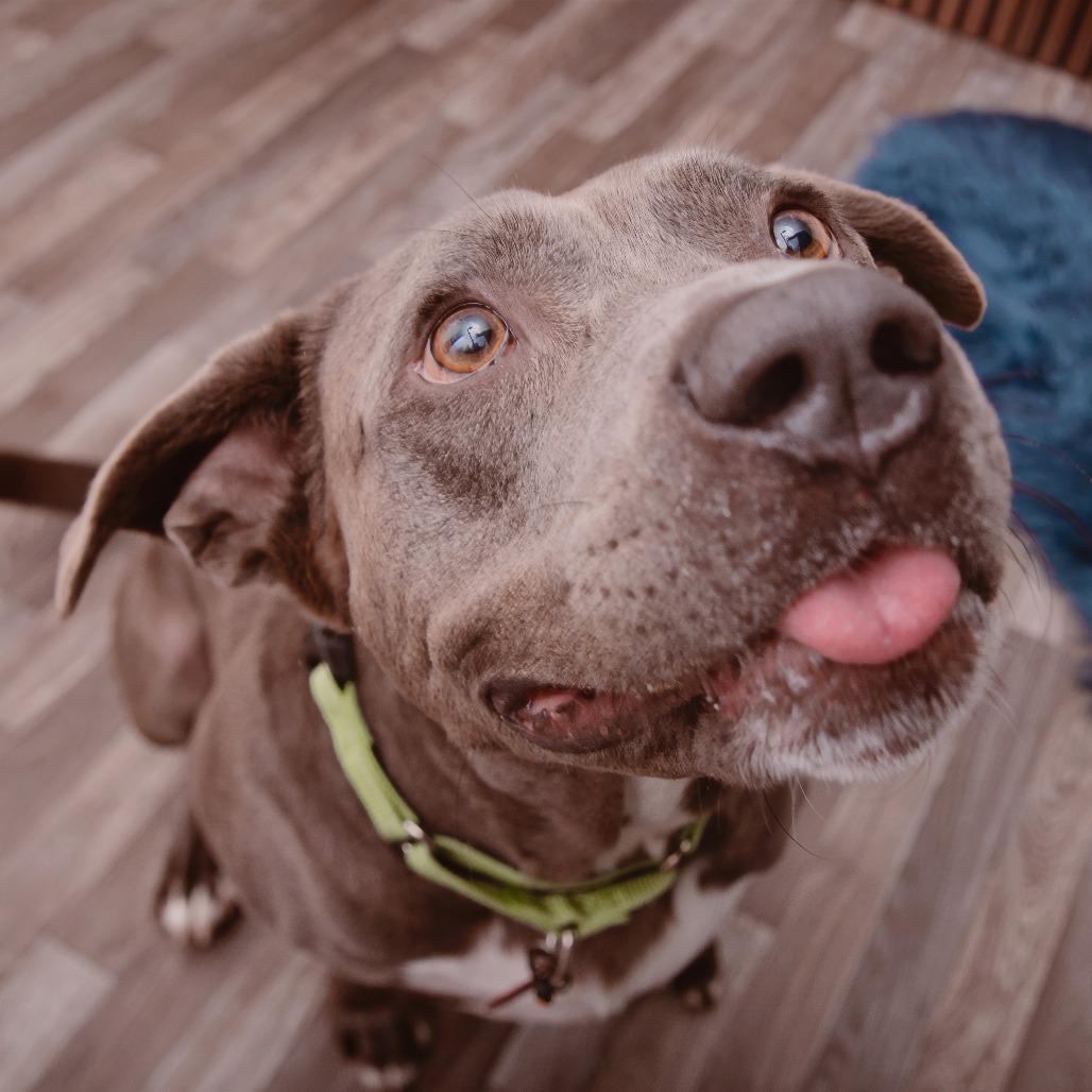 Enlarge Spyro, a Adoptable mixed breed in Los Angeles, CA image 3/6