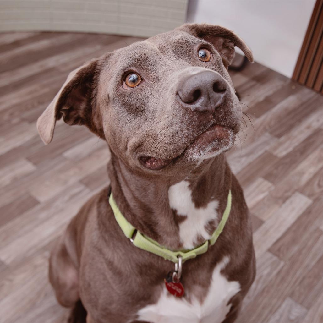 Enlarge Spyro, a Adoptable mixed breed in Los Angeles, CA image 4/6