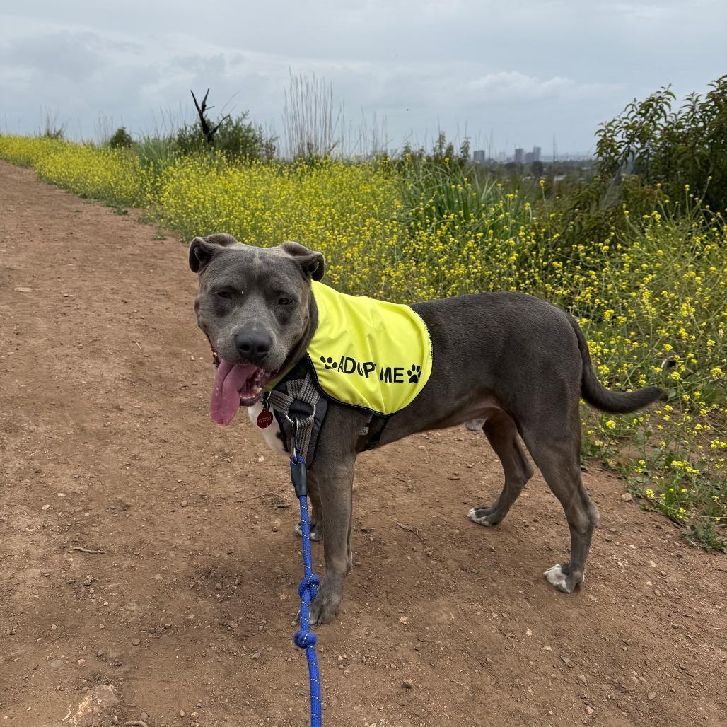 Enlarge Spyro, a Adoptable mixed breed in Los Angeles, CA image 5/6