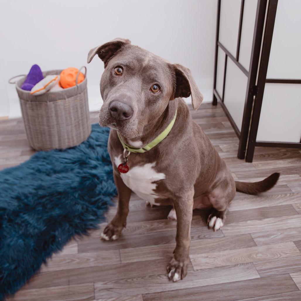 Enlarge Spyro, a Adoptable mixed breed in Los Angeles, CA image 6/6