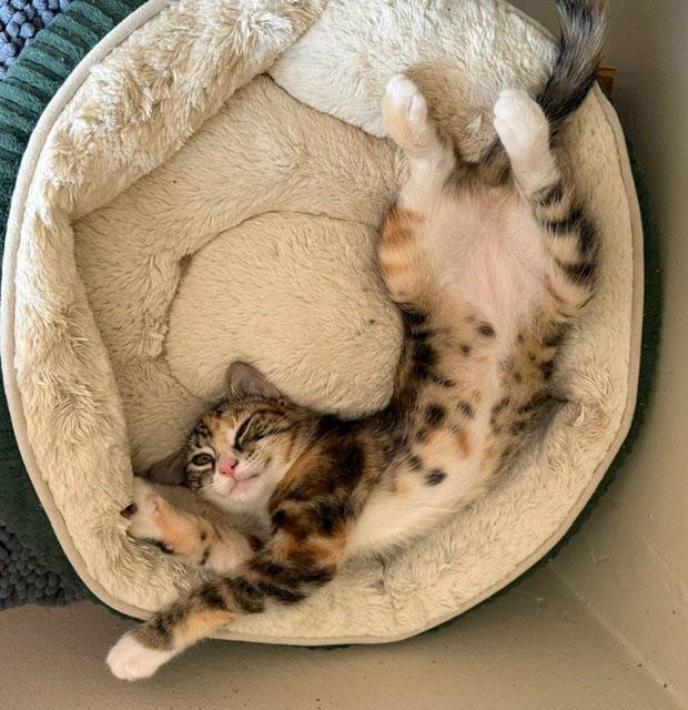 Enlarge Sierra, a Adopted Dilute Tortoiseshell in Frederick, MD image 2/5