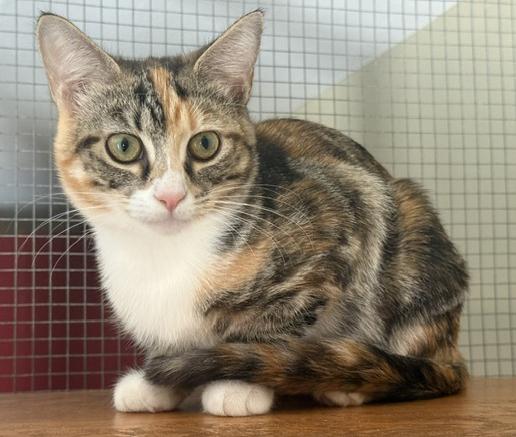 Sierra, Adopted, Kitten Female Dilute Tortoiseshell.