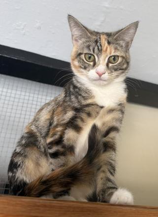 Enlarge Sierra, a Adopted Dilute Tortoiseshell in Frederick, MD image 4/5