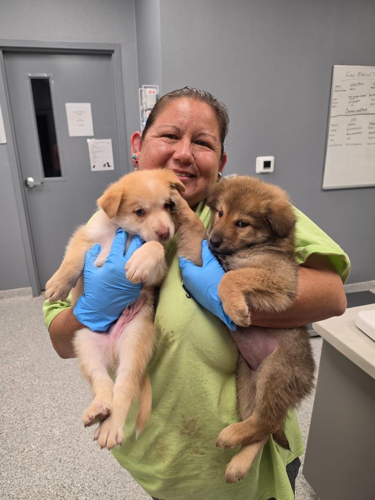 Enlarge Tybee, an adopted mixed breed in Tyler, TX image 5/5
