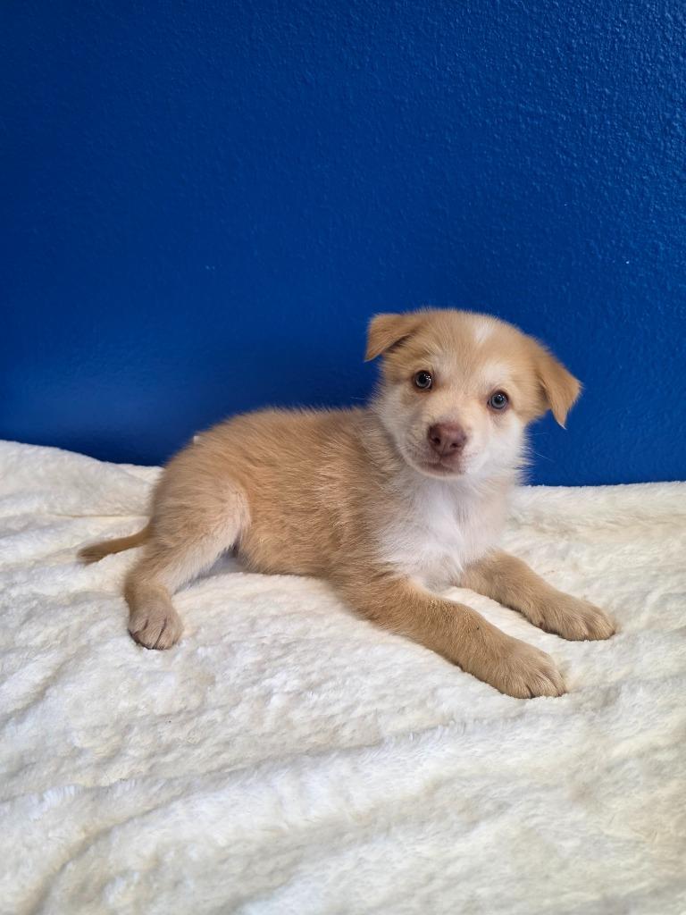 Enlarge Tybee, an adopted mixed breed in Tyler, TX image 4/5