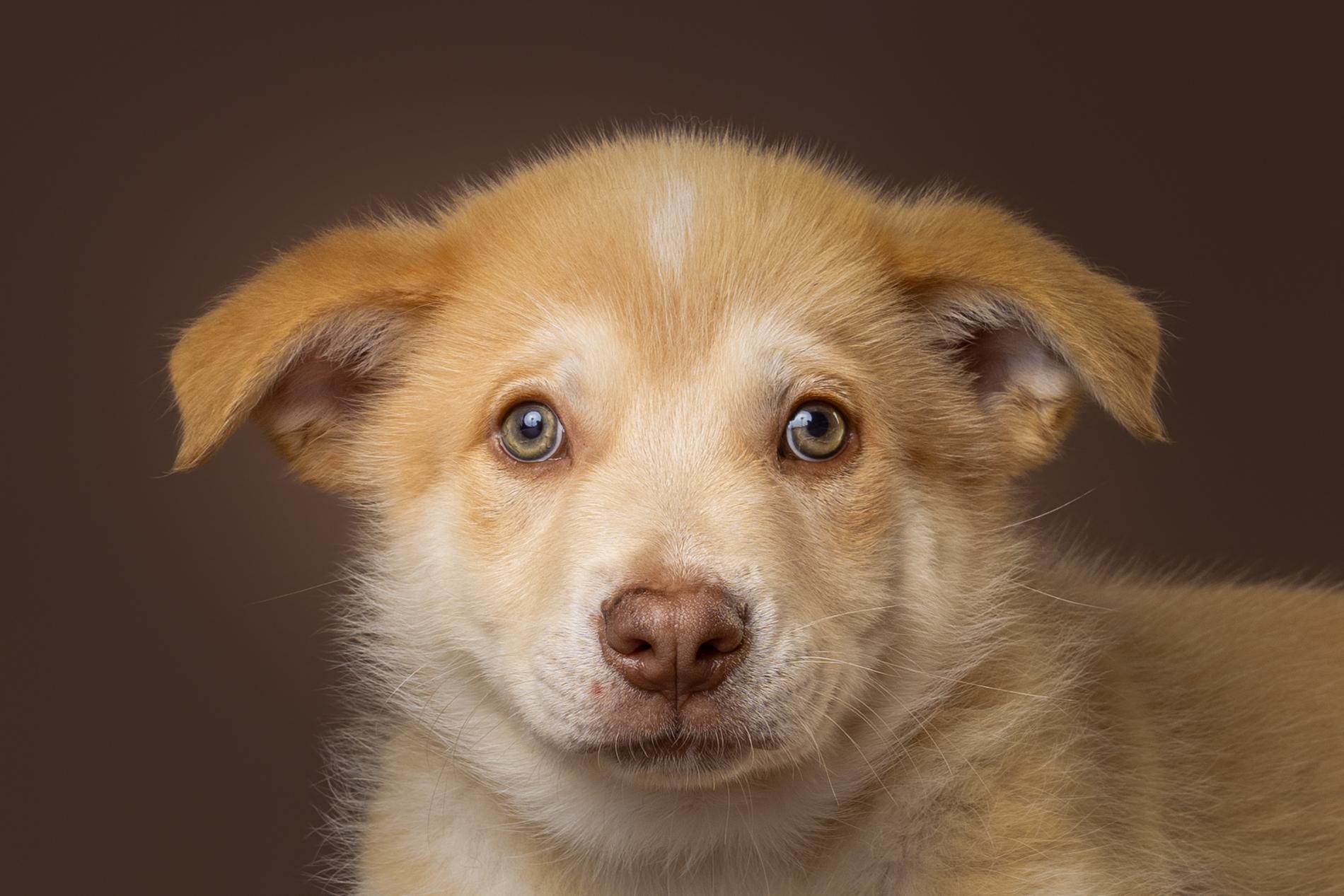 Enlarge Tybee, an adopted mixed breed in Tyler, TX image 2/5