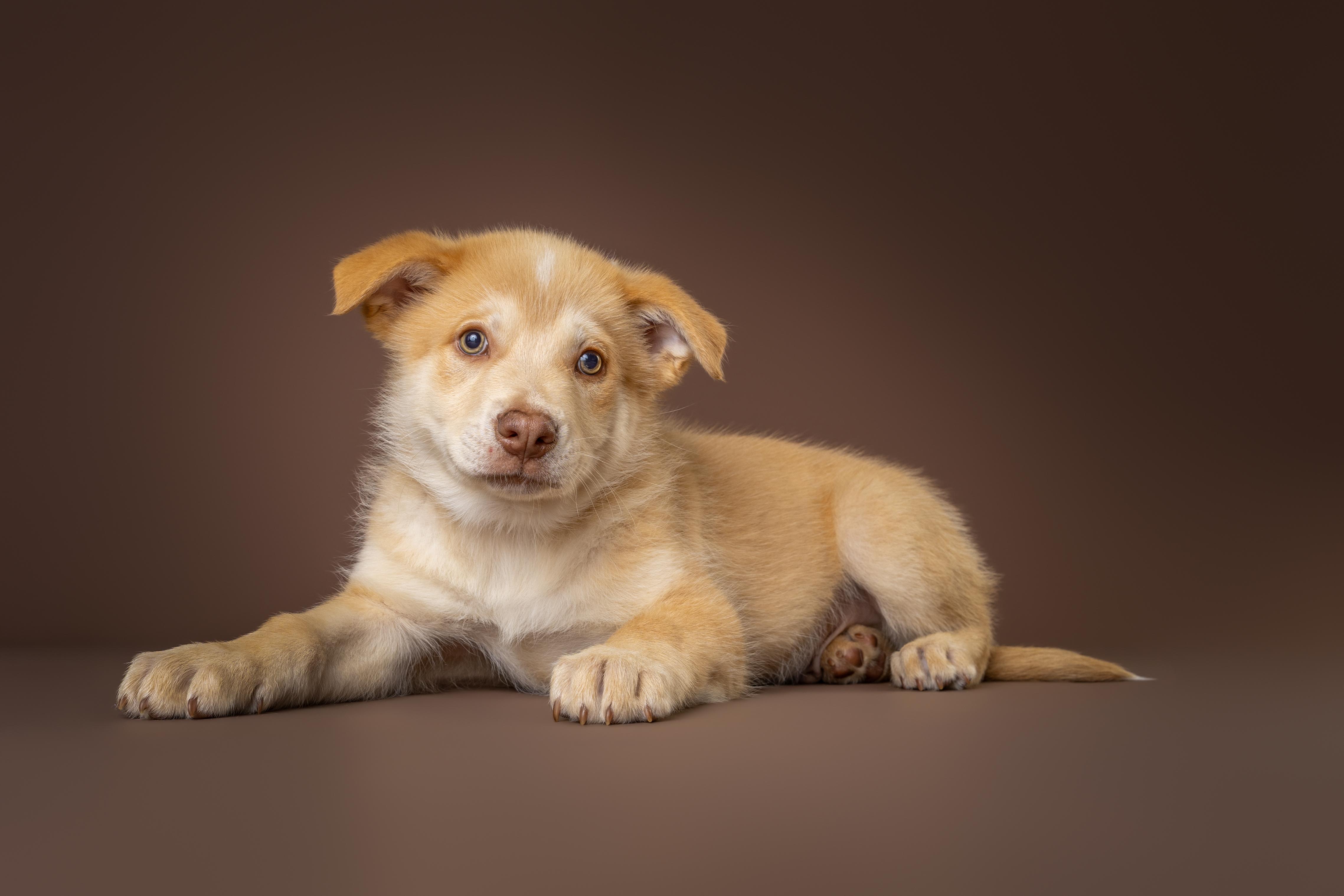 Tybee, adopted, Young Male Australian Shepherd & Great Pyrenees.