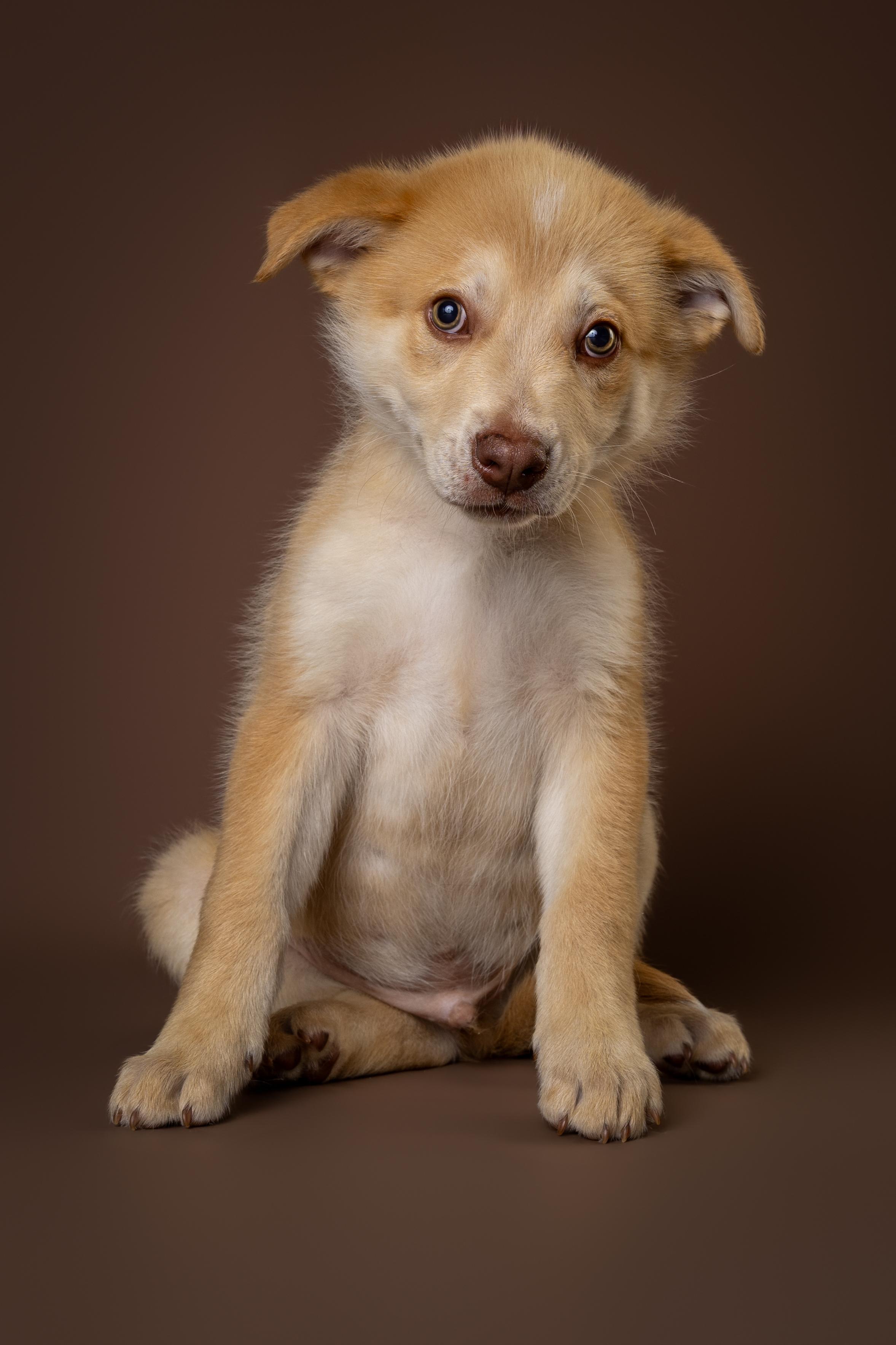 Enlarge Tybee, an adopted mixed breed in Tyler, TX image 3/5