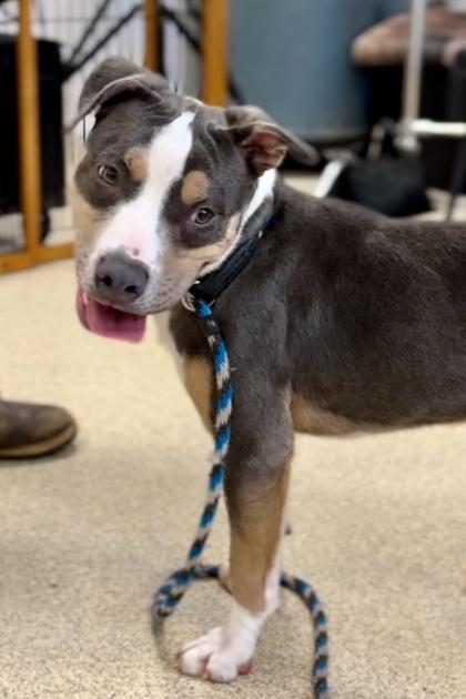 Dudley — thumbnail 2