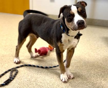 Dudley — thumbnail 3