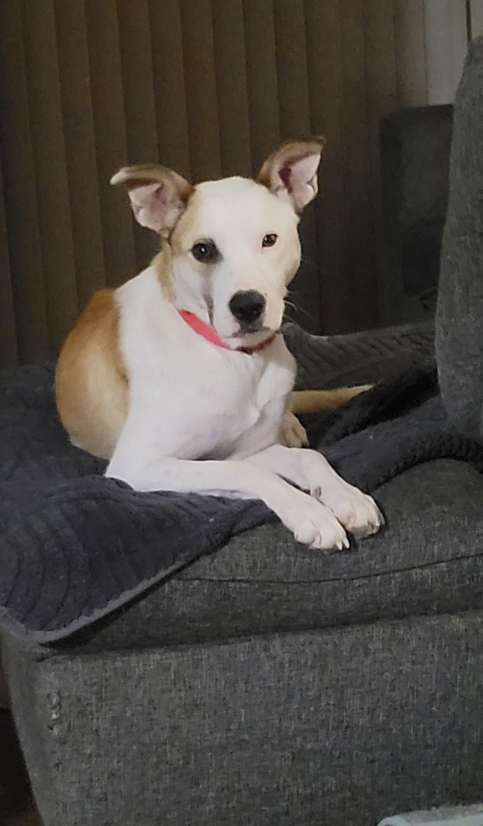 Enlarge Freya, a Adopted Australian Cattle Dog / Blue Heeler in Saint Paul, MN image 1/3