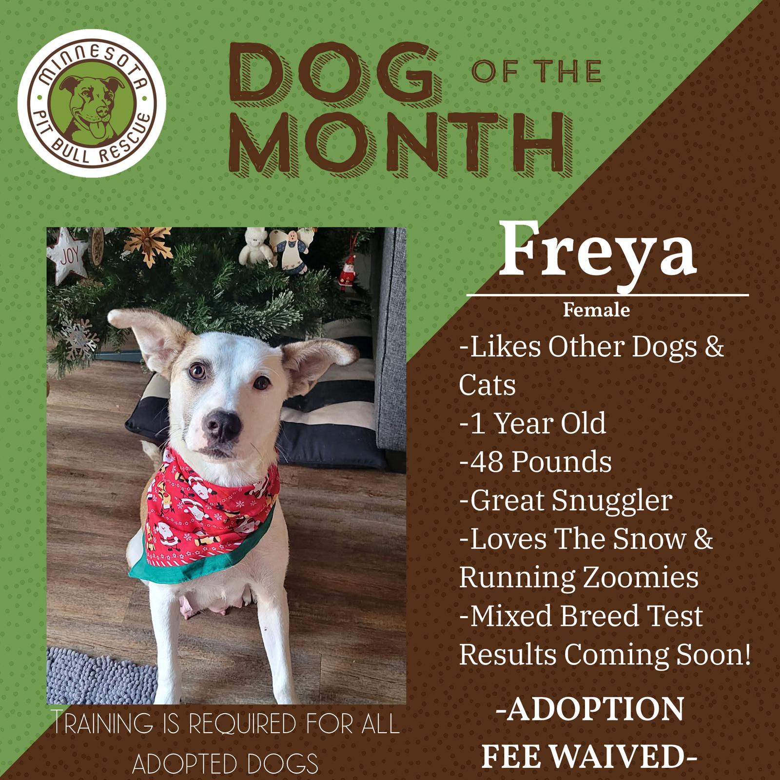 Freya, Adopted, Young Female Australian Cattle Dog / Blue Heeler.