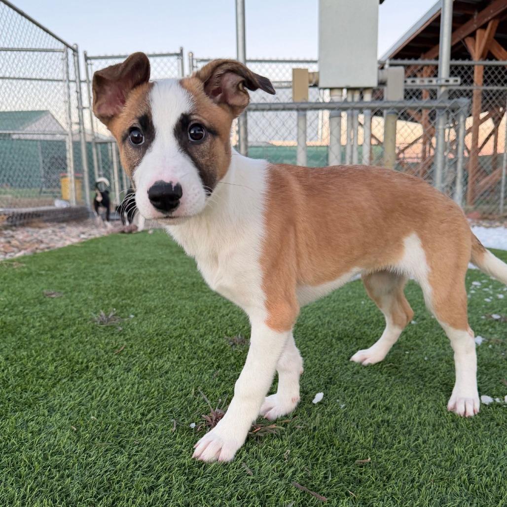 Enlarge Brittany (N25-227), a Adoptable Mixed Breed in Peyton, CO image 1/5
