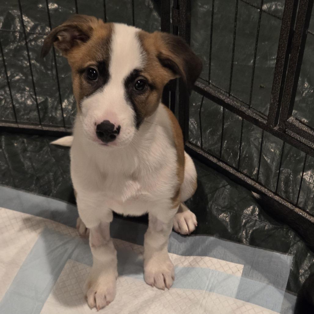 Enlarge Brittany (N25-227), a Adoptable Mixed Breed in Peyton, CO image 2/5