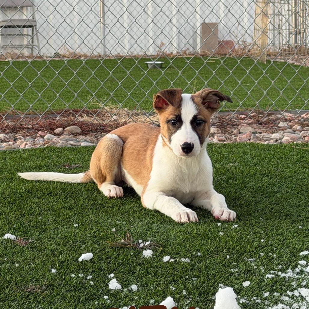 Enlarge Brittany (N25-227), a Adoptable Mixed Breed in Peyton, CO image 4/5