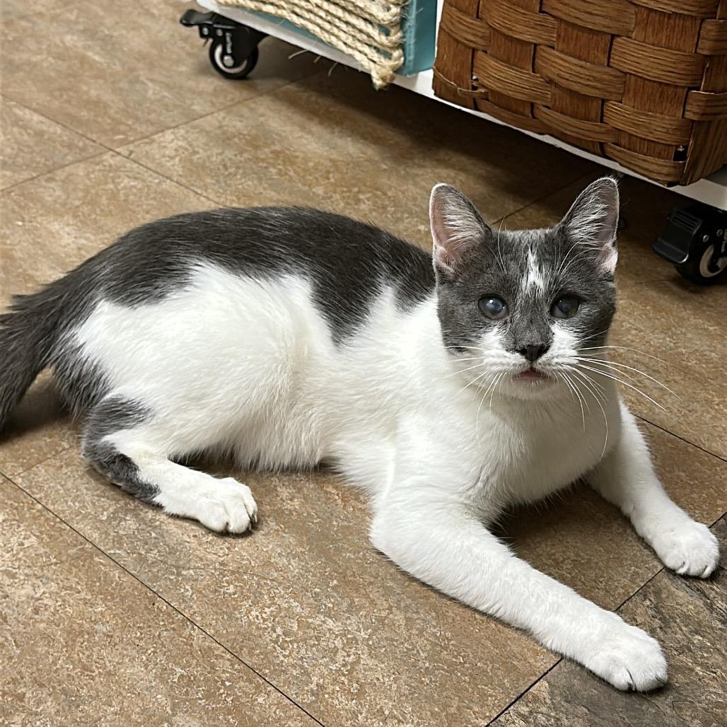 Enlarge Sistine, a Adoptable Domestic Short Hair in Westminster, CA image 1/5