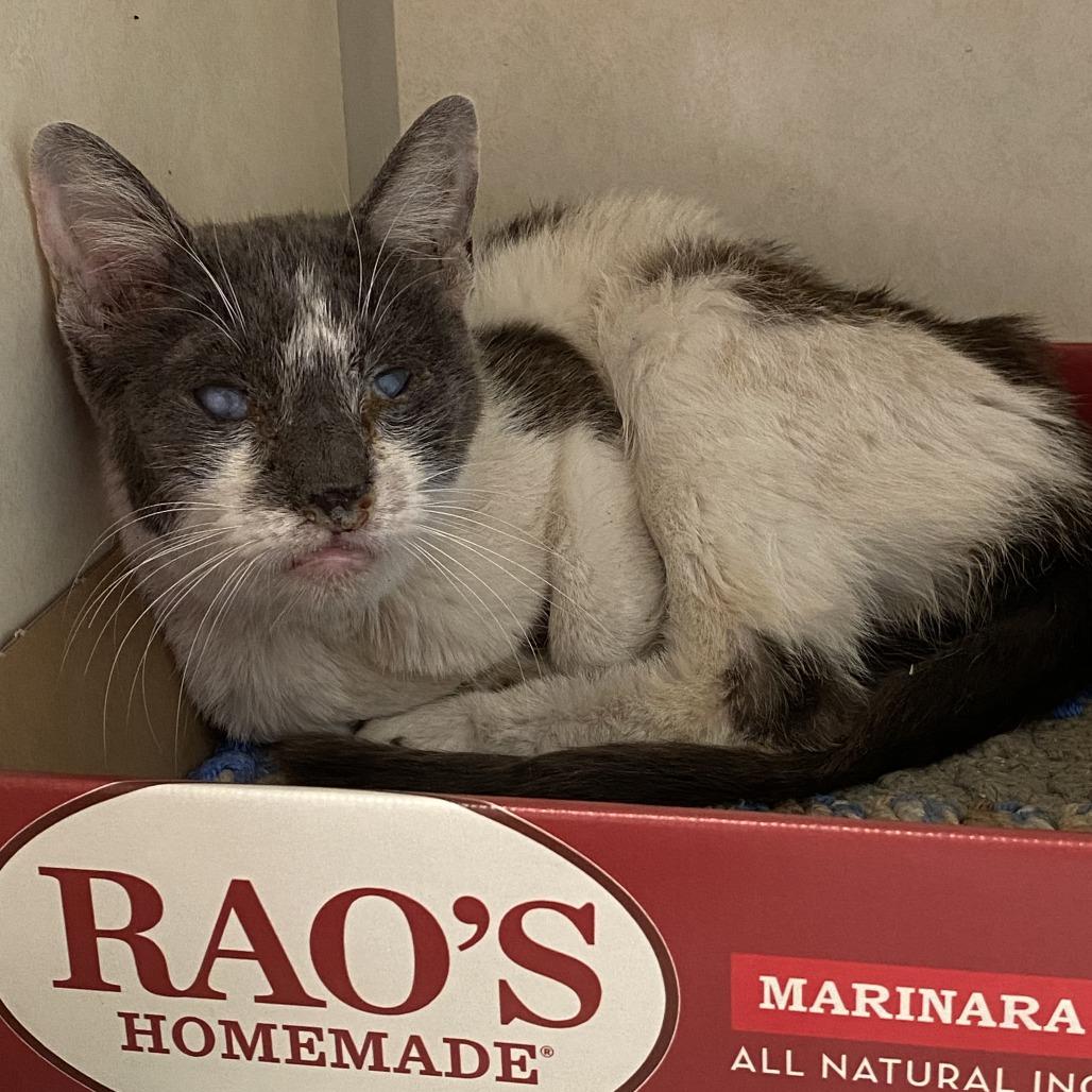 Enlarge Sistine, a Adoptable Domestic Short Hair in Westminster, CA image 2/5