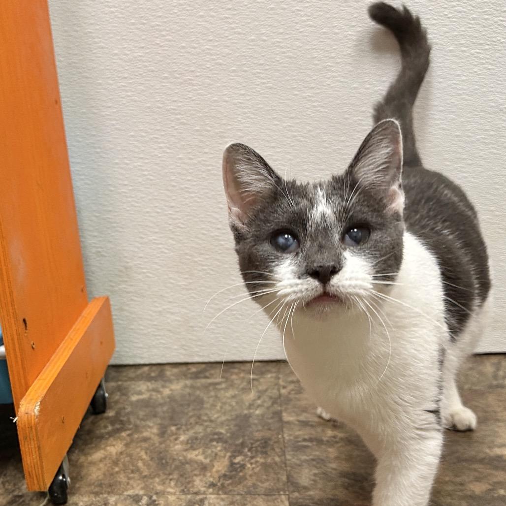 Enlarge Sistine, a Adoptable Domestic Short Hair in Westminster, CA image 3/5