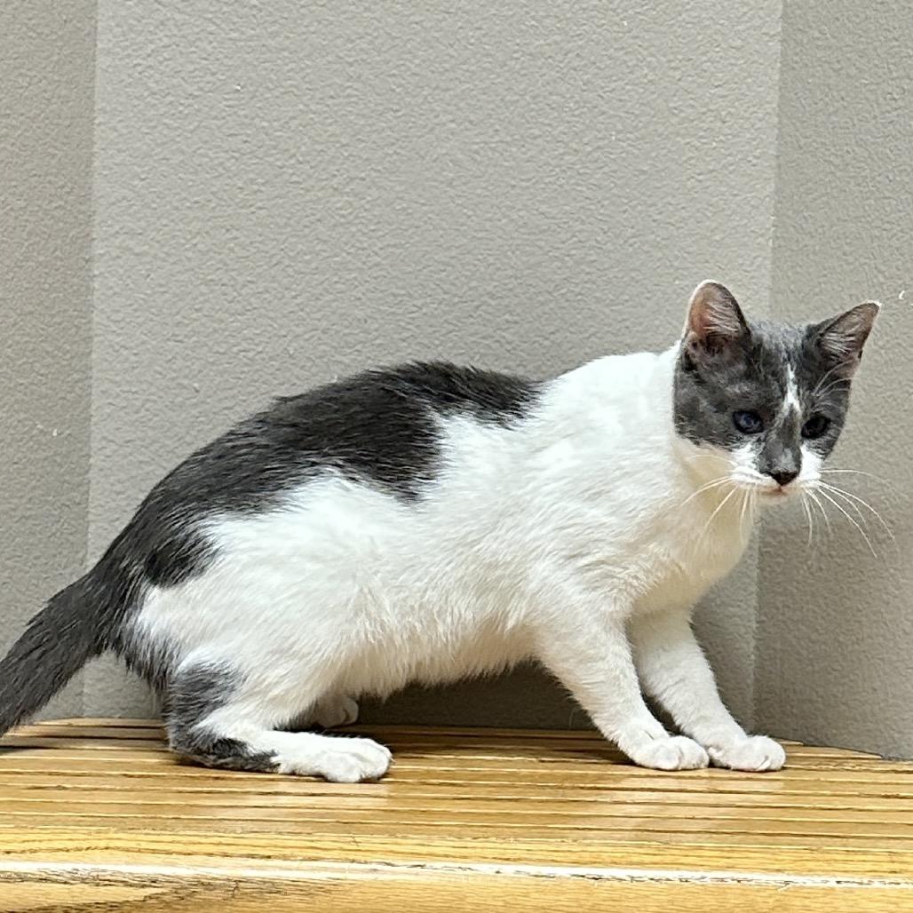 Enlarge Sistine, a Adoptable Domestic Short Hair in Westminster, CA image 4/5