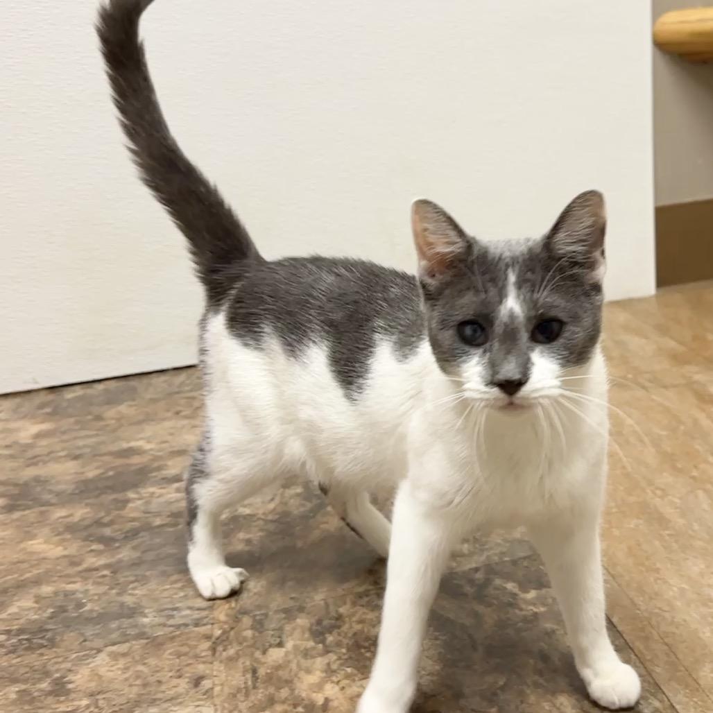 Enlarge Sistine, a Adoptable Domestic Short Hair in Westminster, CA image 5/5