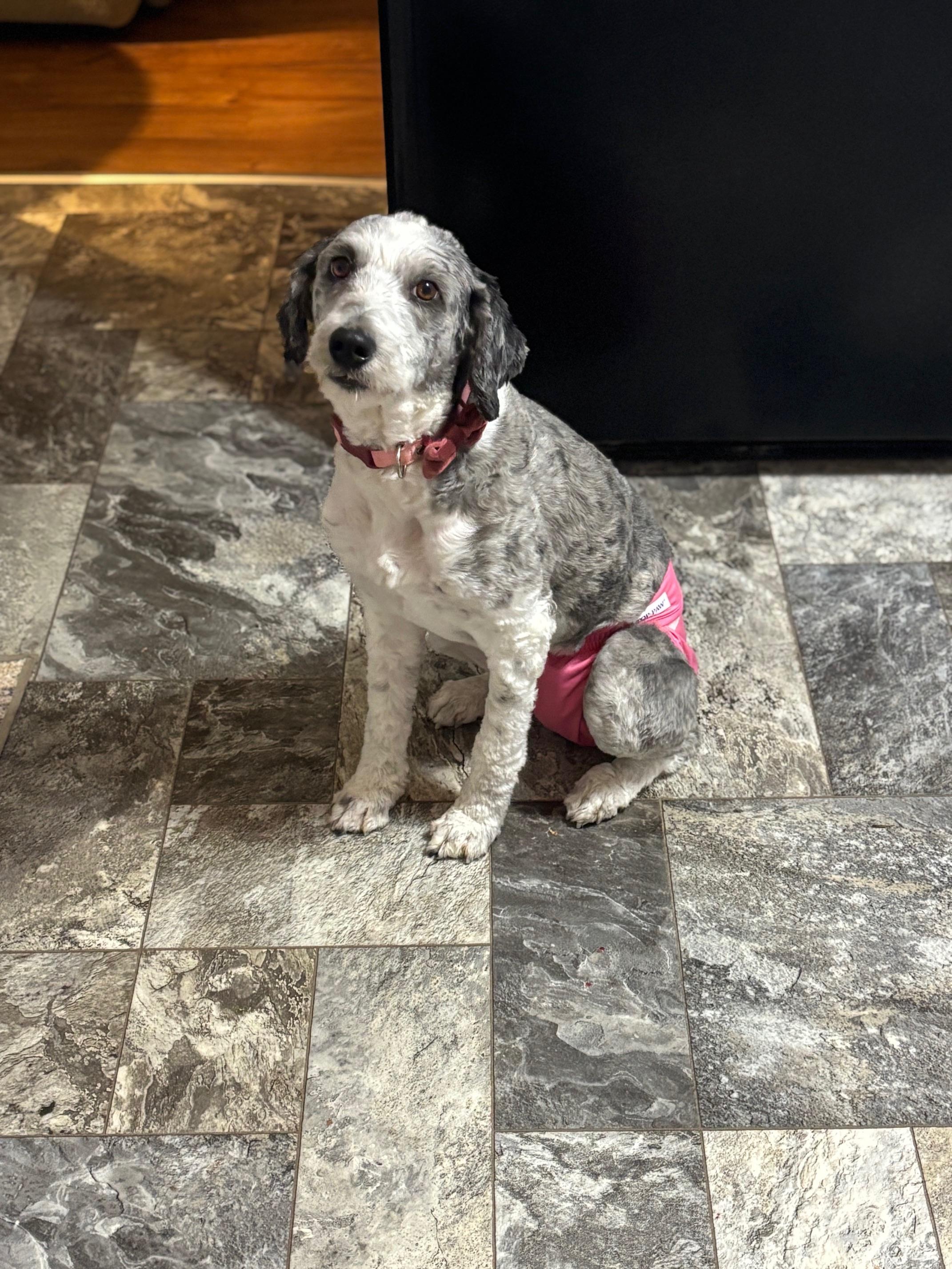 Enlarge Ruthie, a Adopted Aussiedoodle in Lexington, KY image 1/1