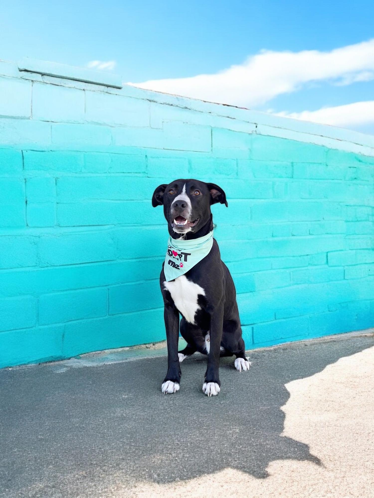 Arthur-ADOPT Me!! photo 5