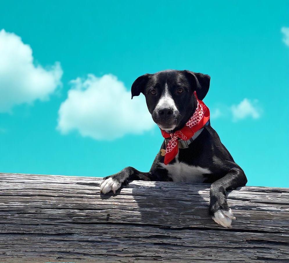 Arthur-ADOPT Me!!, Adult Male Pit Bull Terrier