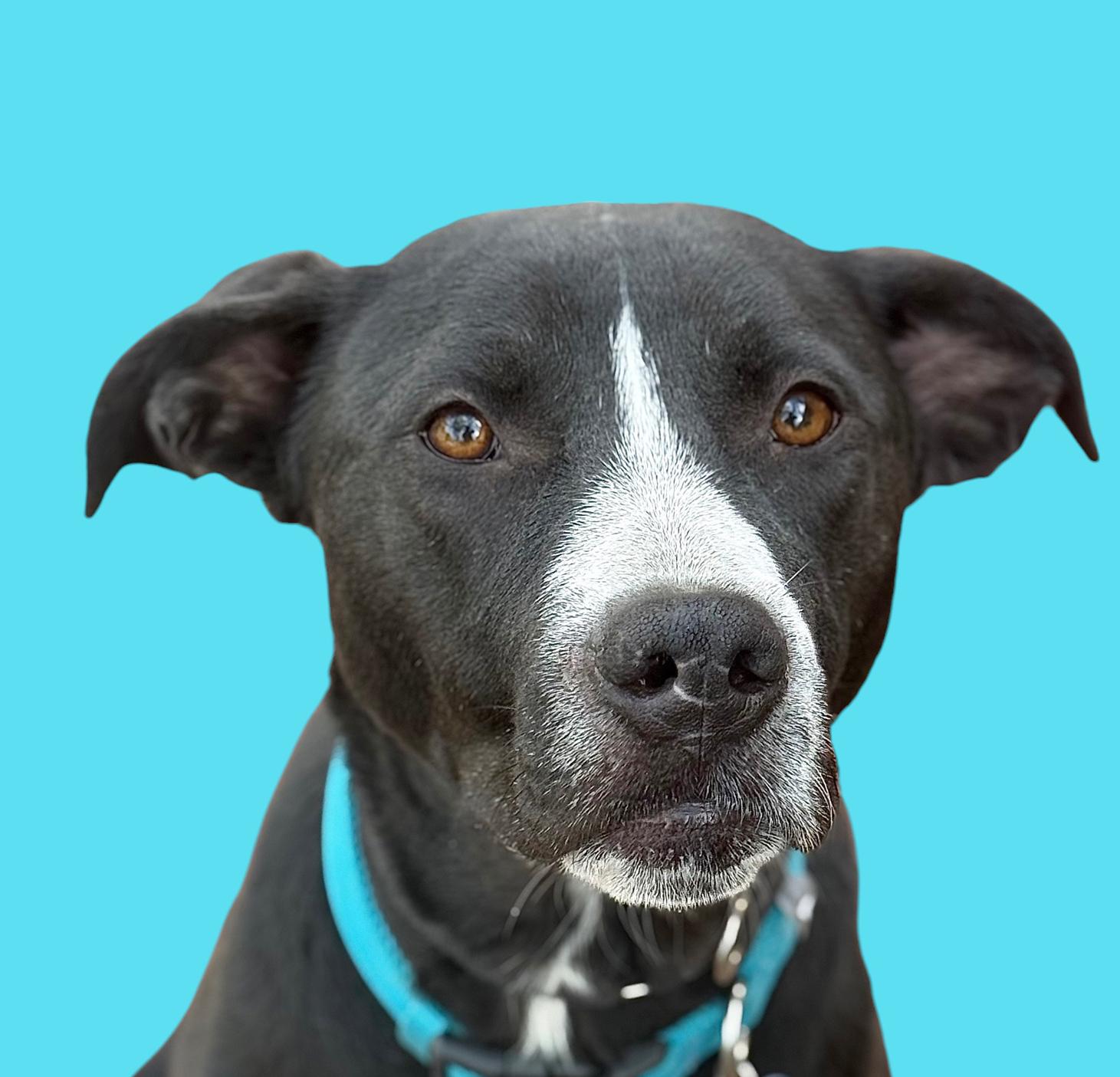 Arthur-ADOPT Me!! photo 6
