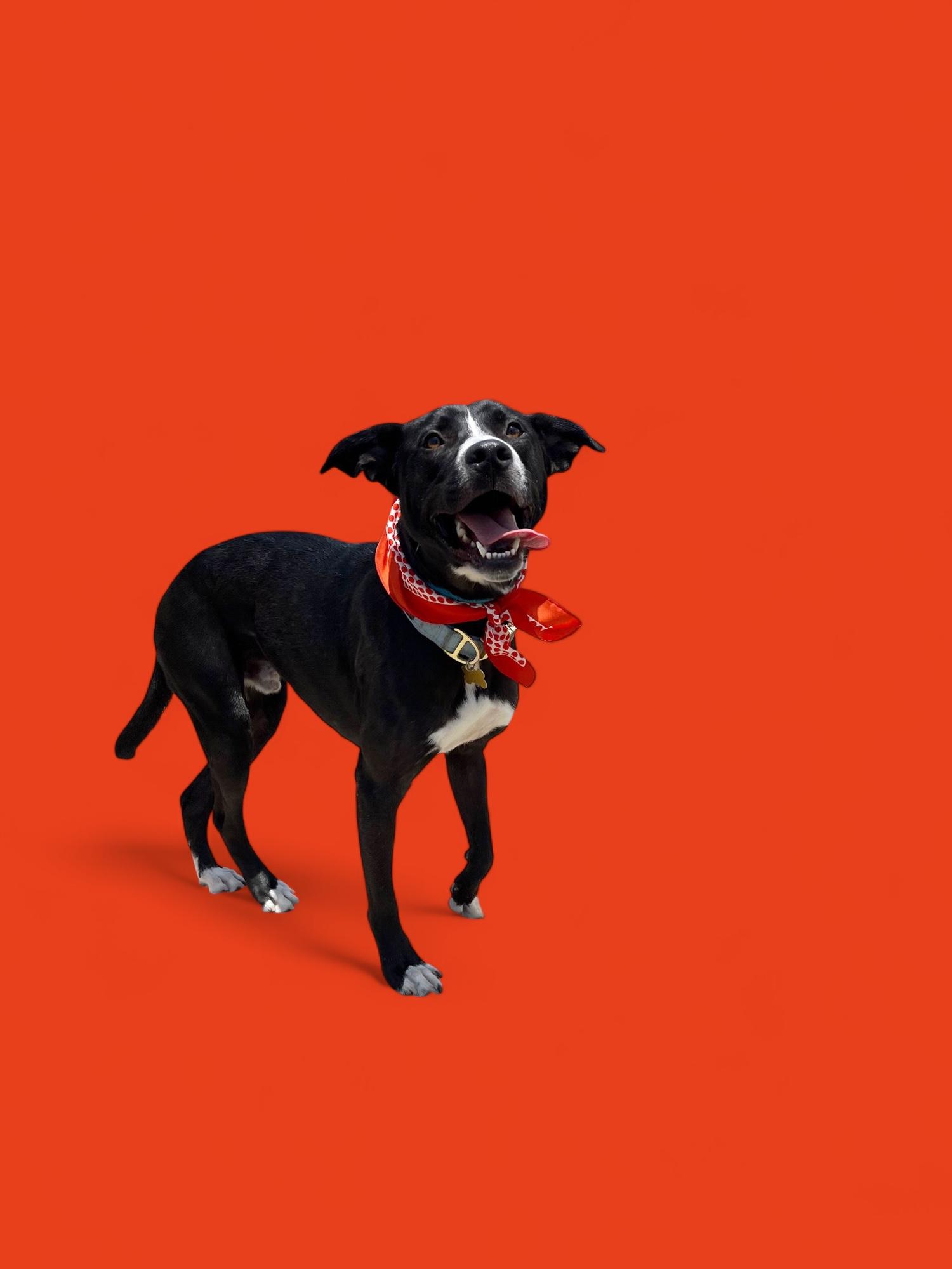 Arthur-ADOPT Me!! photo 4