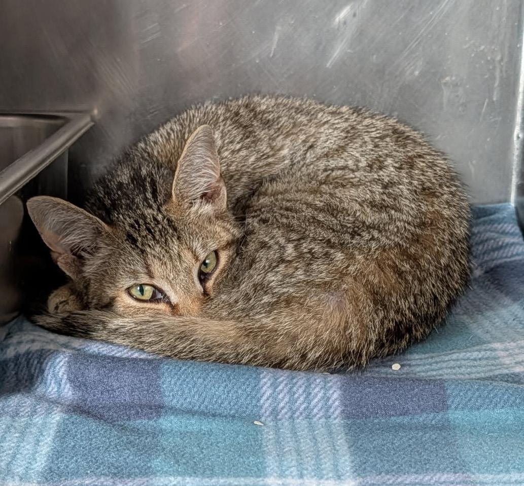 Enlarge Miss Honey (Spayed) (Special Needs..Leg Amputated), an adopted mixed breed in Marietta, OH image 5/6