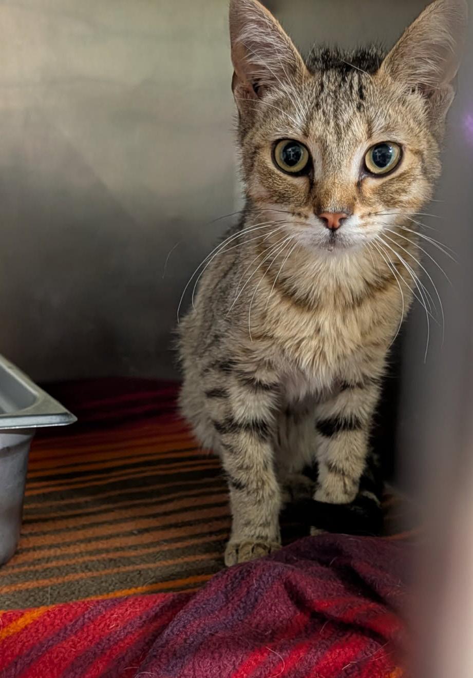 Enlarge Miss Honey (Spayed) (Special Needs..Leg Amputated), an adopted mixed breed in Marietta, OH image 1/6