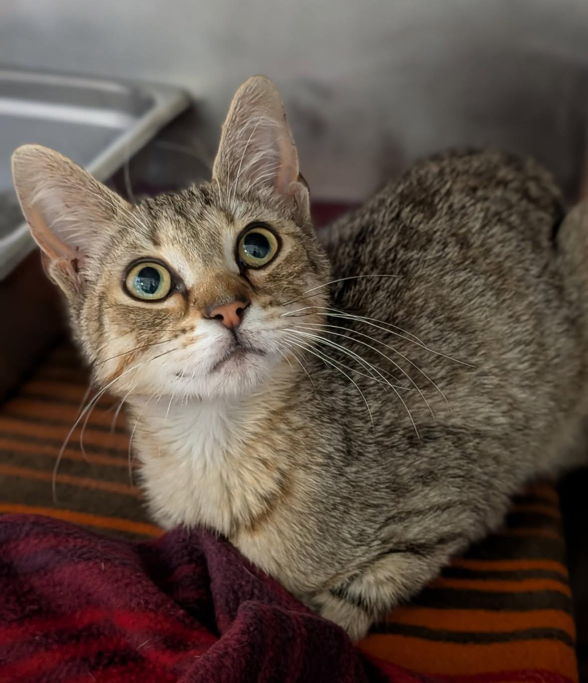Enlarge Miss Honey (Spayed) (Special Needs..Leg Amputated), an adopted mixed breed in Marietta, OH image 3/6