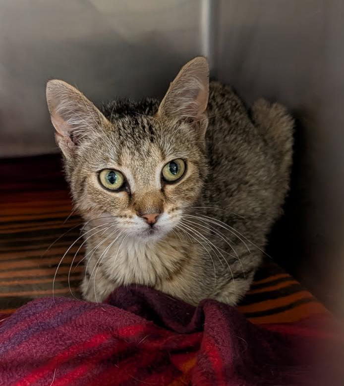 Enlarge Miss Honey (Spayed) (Special Needs..Leg Amputated), an adopted mixed breed in Marietta, OH image 2/6