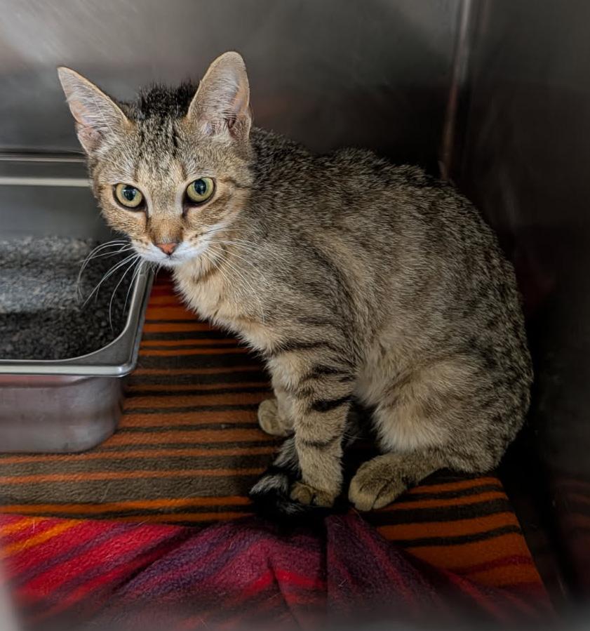 Enlarge Miss Honey (Spayed) (Special Needs..Leg Amputated), an adopted mixed breed in Marietta, OH image 4/6
