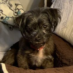 Enlarge Spanky, a ADOPTABLE mixed breed in Elizabethtown, KY image 1/1